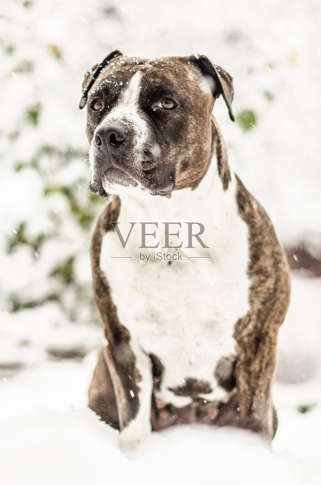 美国斯塔福德郡梗或阿姆斯塔夫犬，雌性，在雪天照片摄影图片