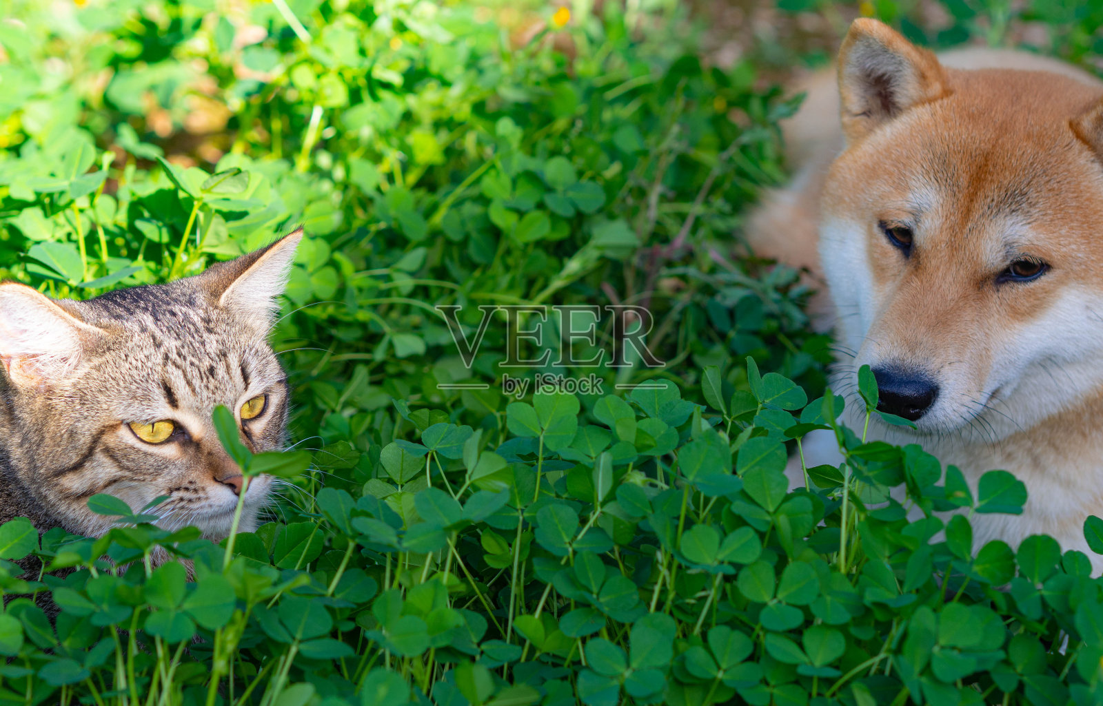 柴犬小狗和他的朋友条纹小猫照片摄影图片