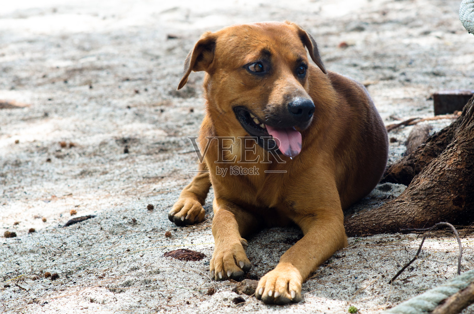 躺在沙滩上的一只狗。照片摄影图片