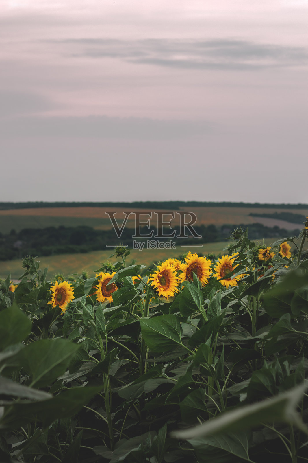 向日葵在阴天的田野照片摄影图片