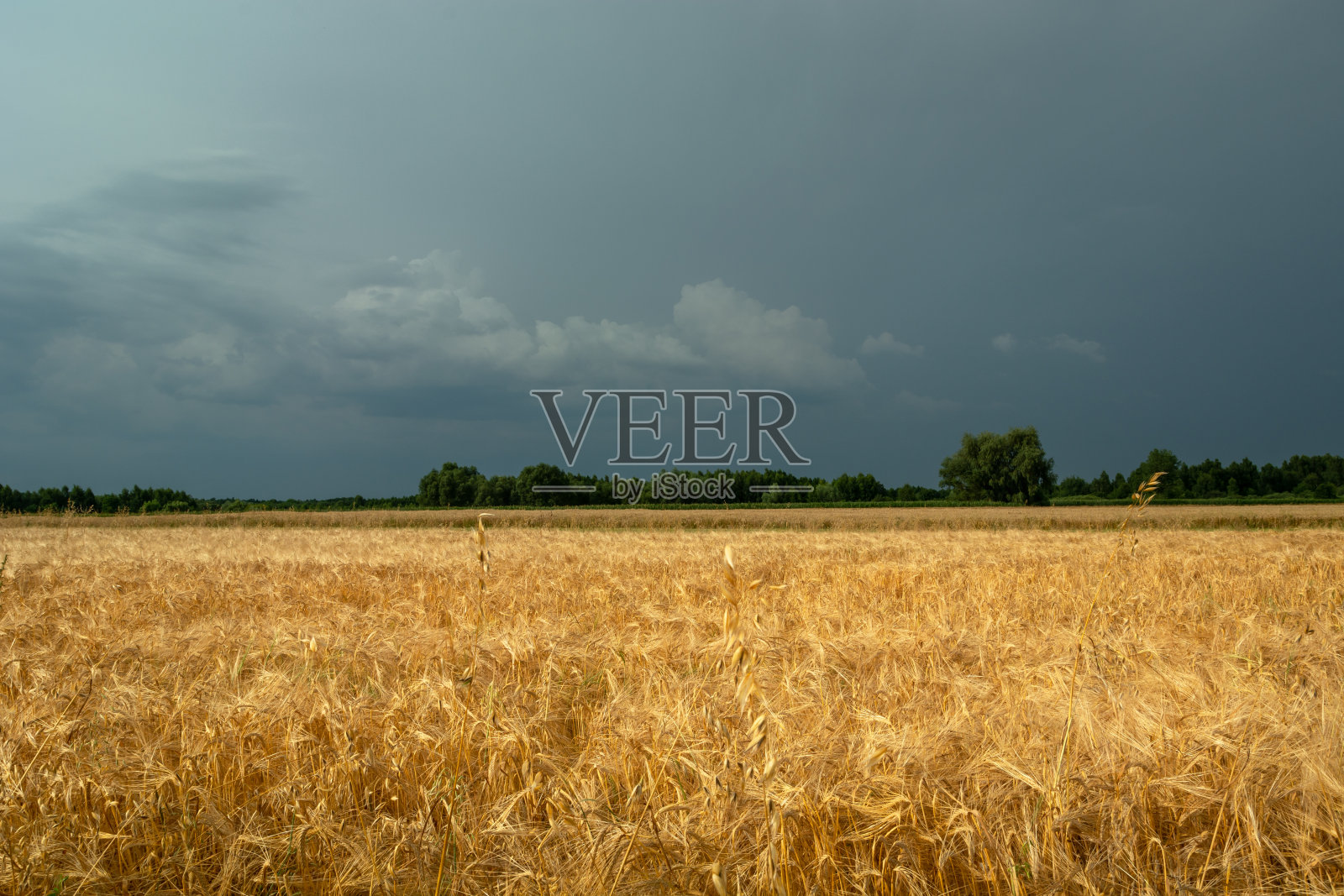 麦田和多云的天空照片摄影图片