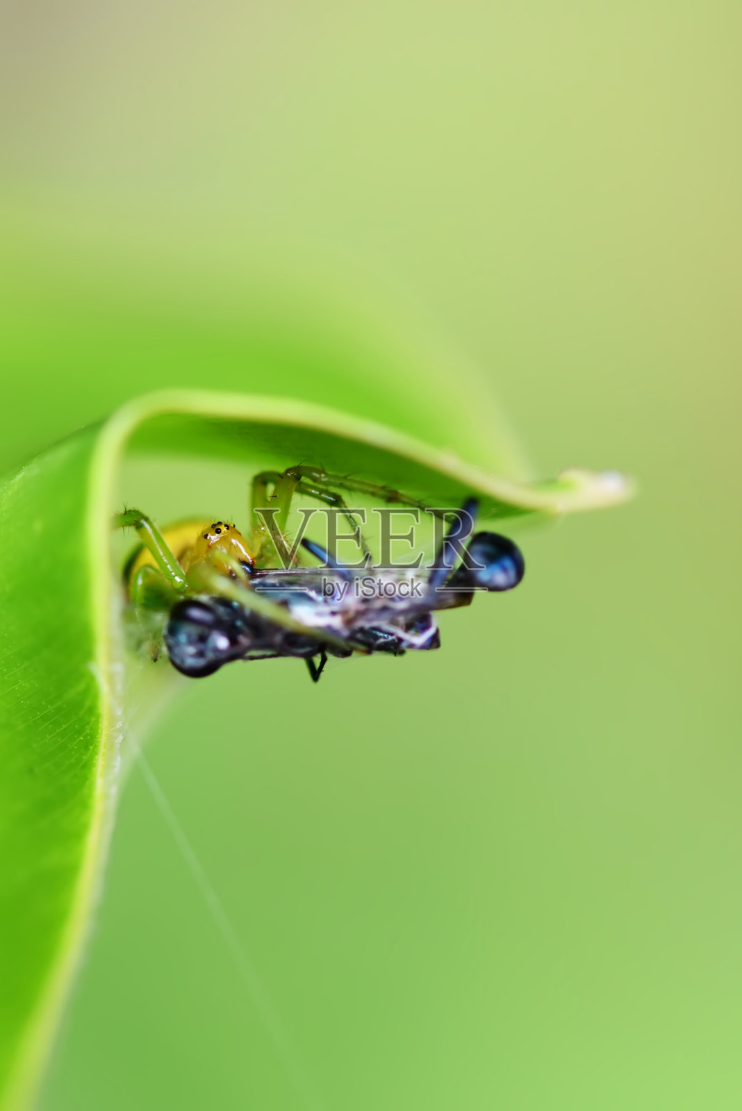 东南亚泰国多种蜘蛛照片摄影图片
