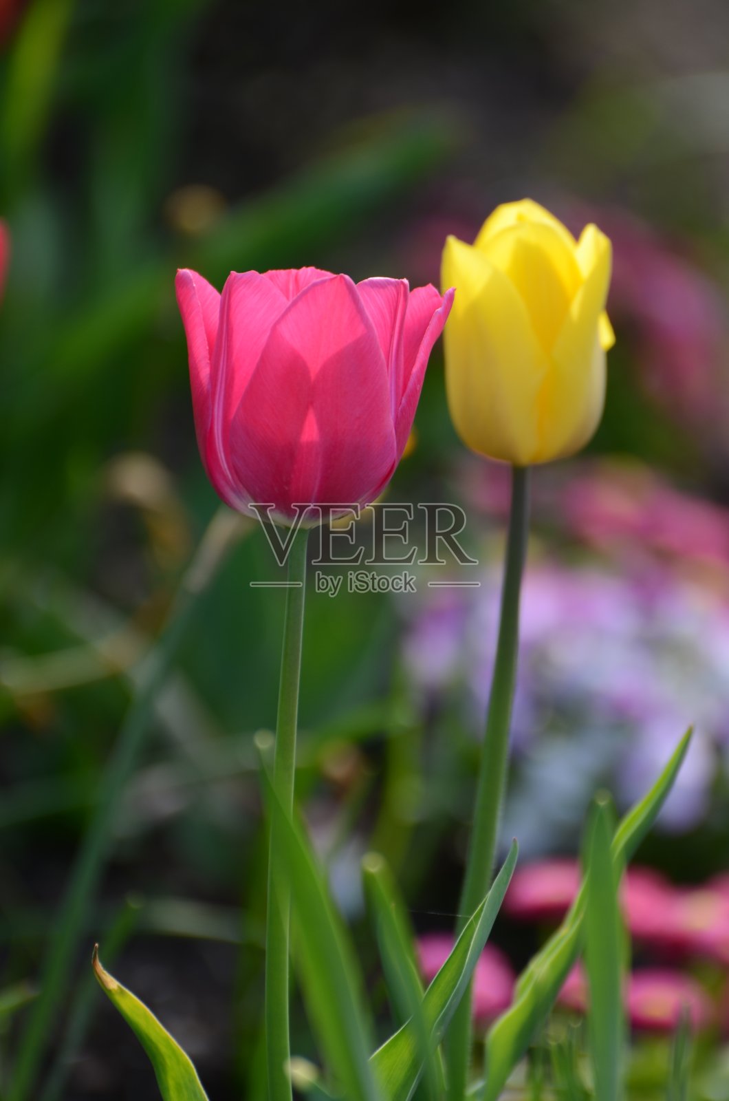 郁金香照片摄影图片