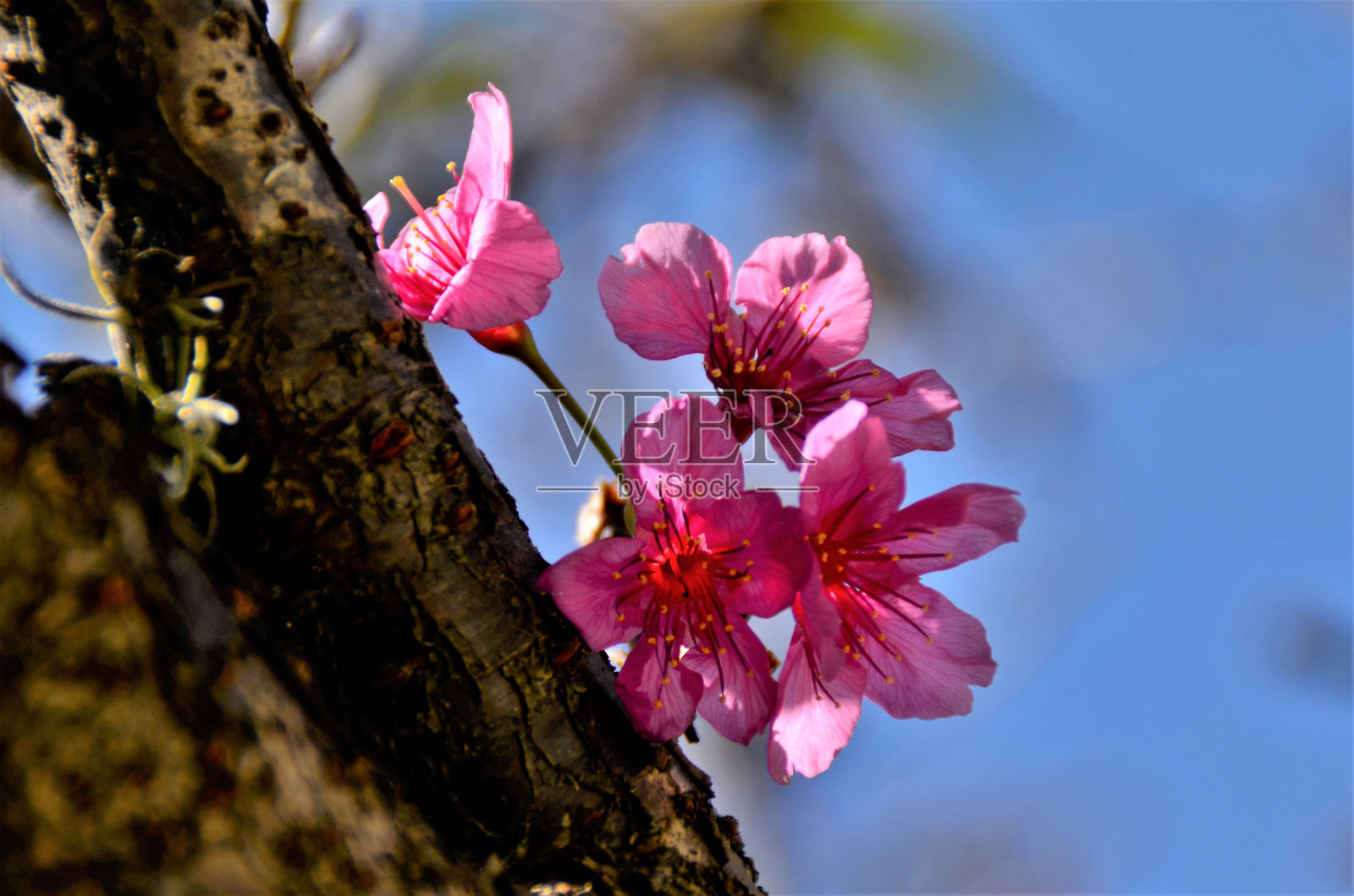 梅花的美丽花朵照片摄影图片