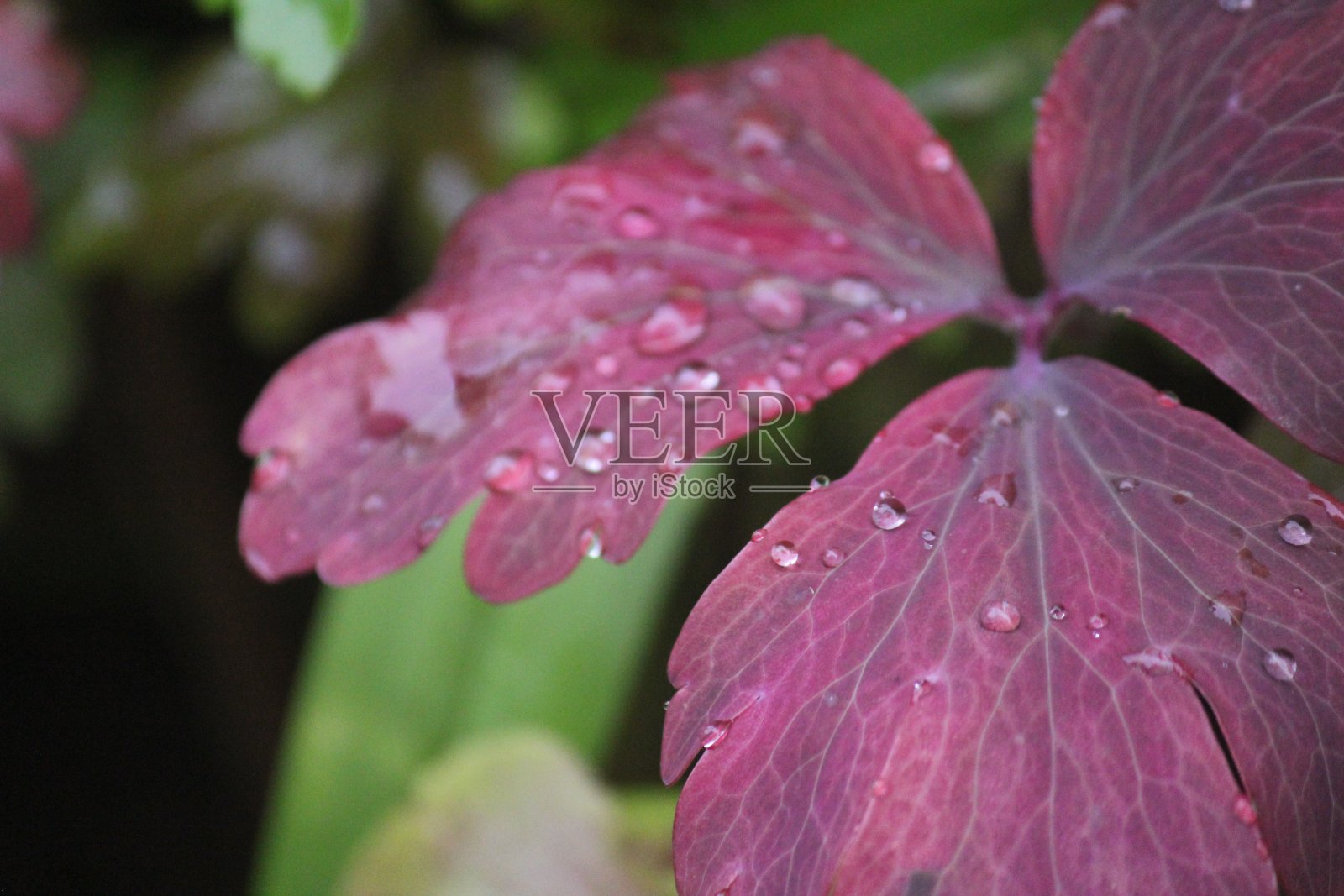 红色的叶子上滴着水照片摄影图片