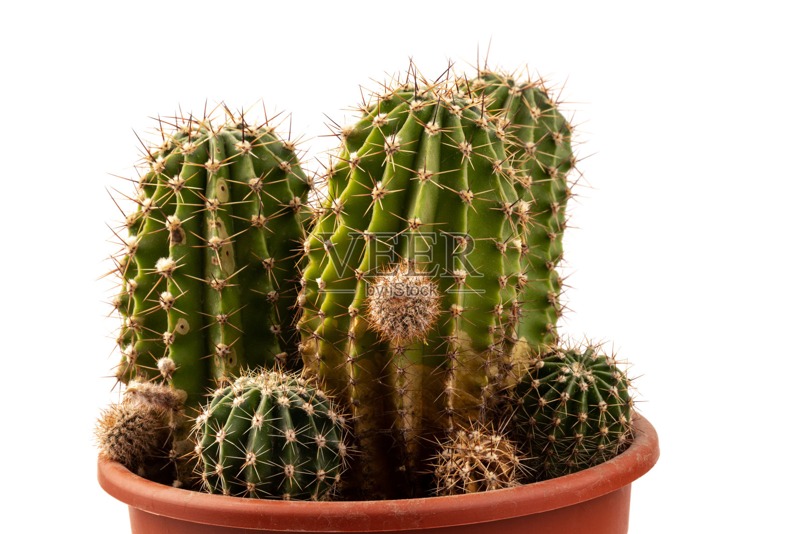 仙人掌孤立在白色背景上。为文本腾出空间。照片摄影图片