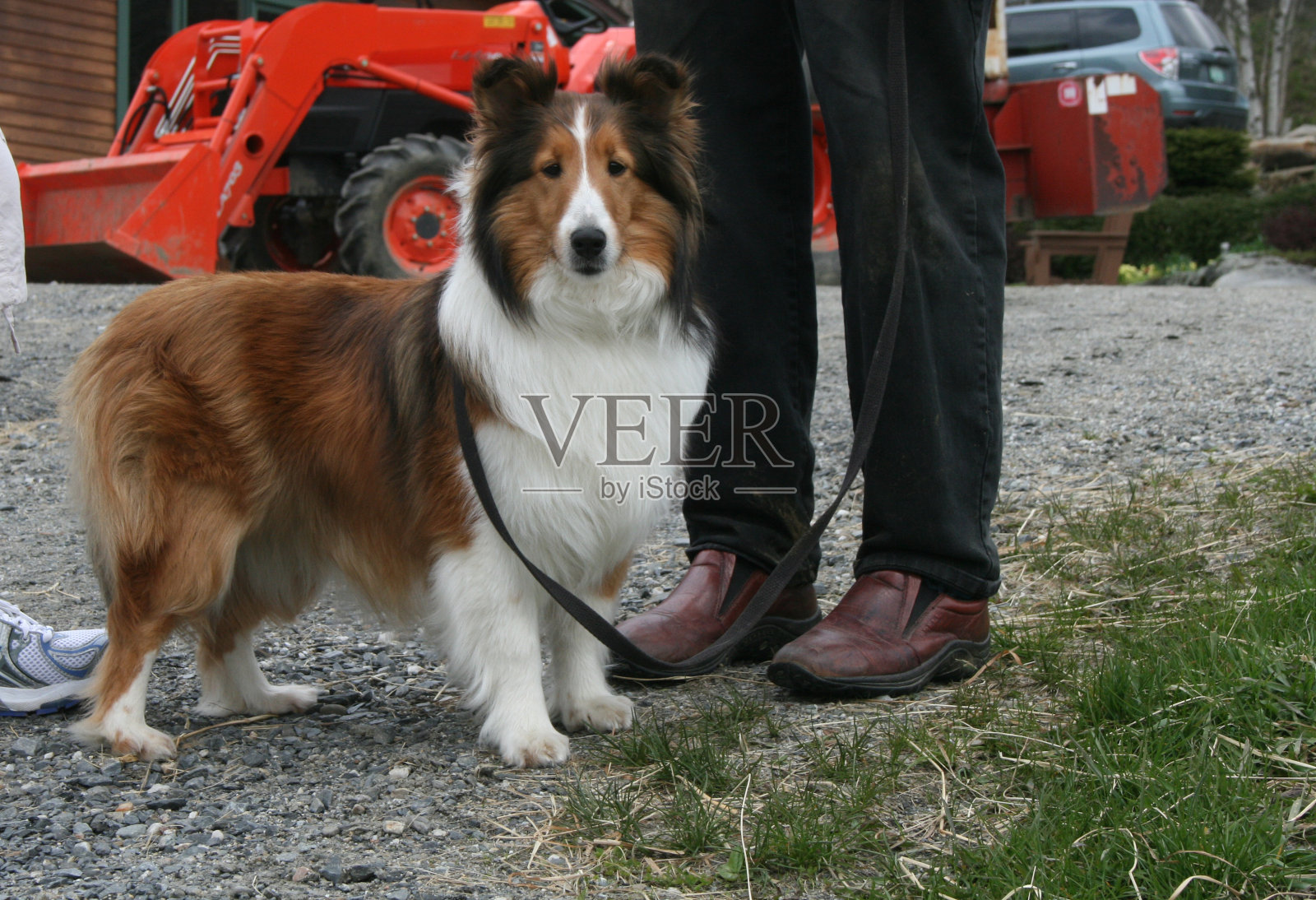 设得兰牧羊犬，棕色和白色照片摄影图片