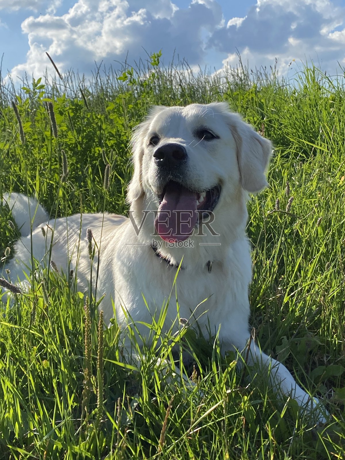 金毛寻回犬享受大自然，和我的狗狗玩得开心照片摄影图片