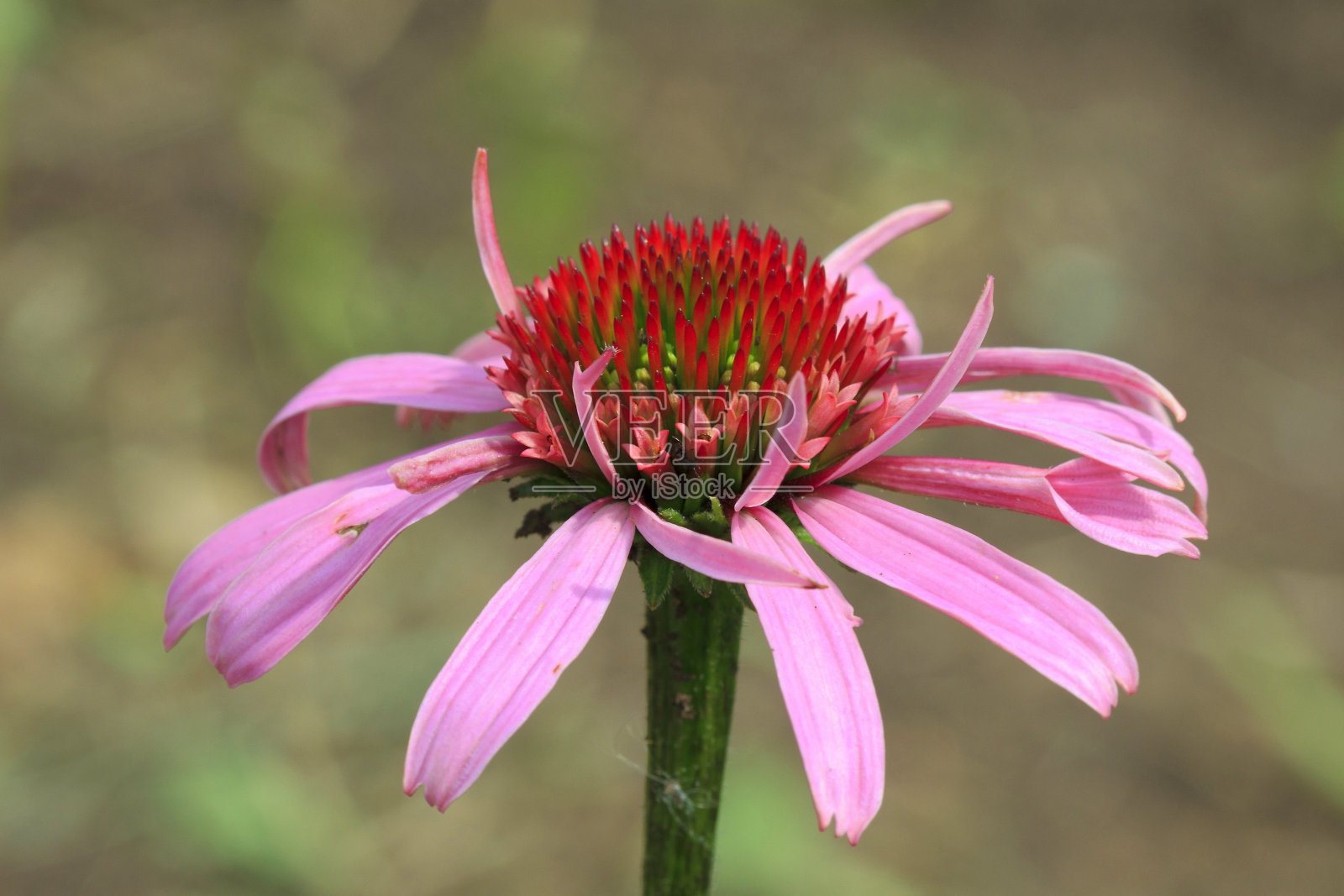 紫锥菊的花照片摄影图片