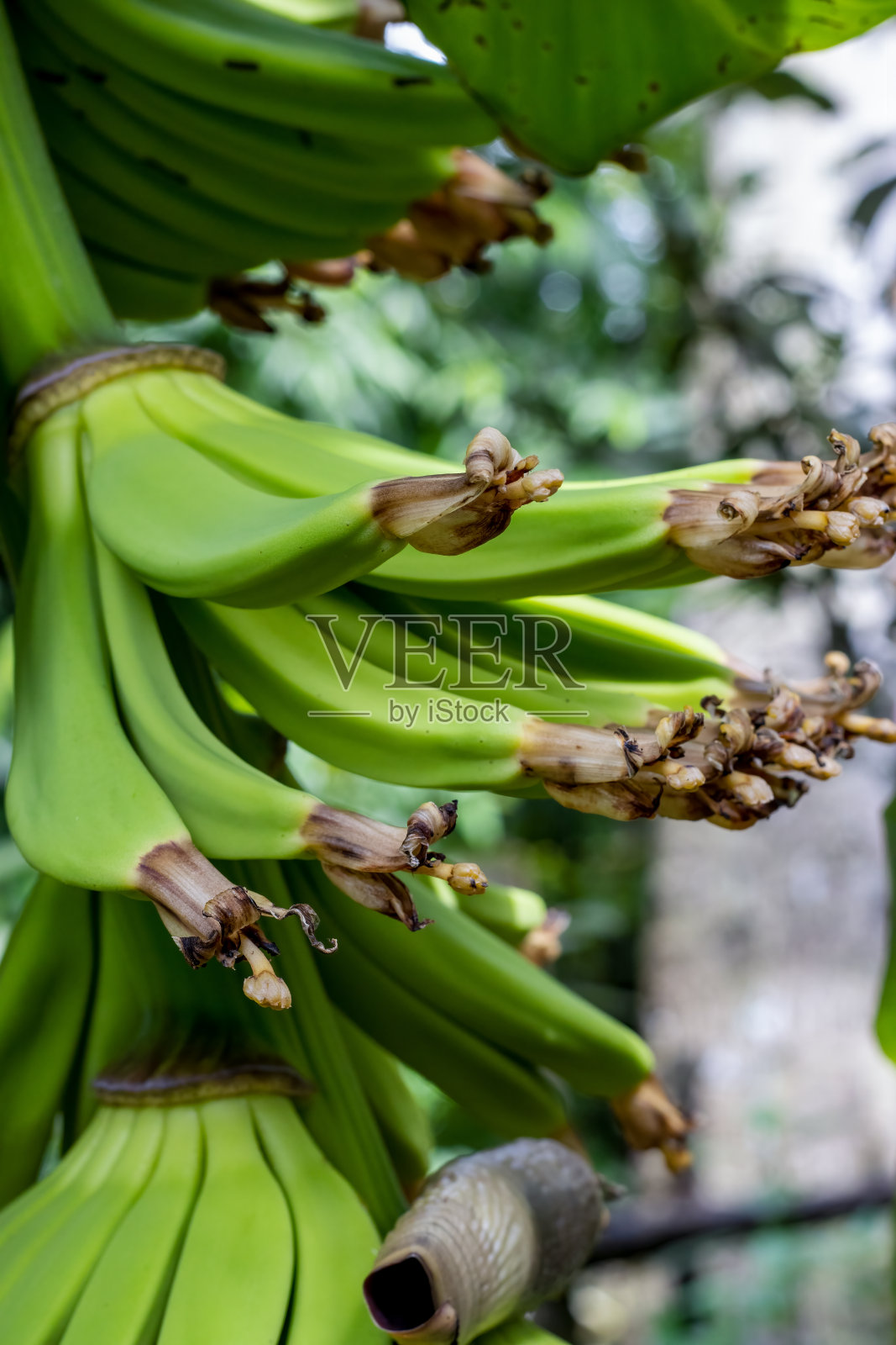 有机年轻香蕉束近距离观察在花园里照片摄影图片