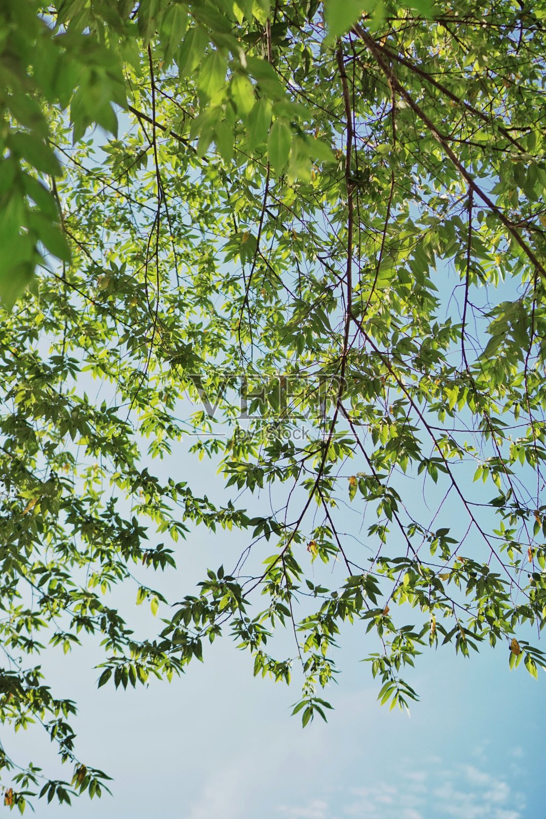 绿色的树叶照片摄影图片