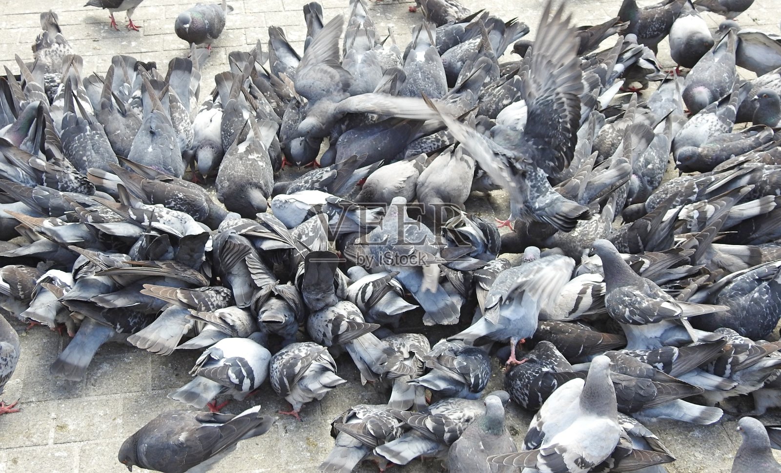 鸽子喂食照片摄影图片