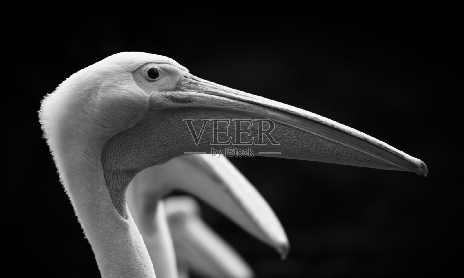 鹈鹕- B&W照片摄影图片