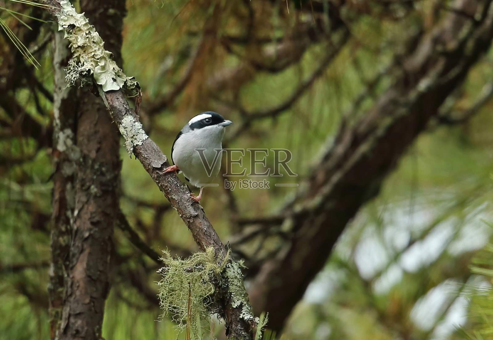 鸟栖息在树上的特写镜头照片摄影图片