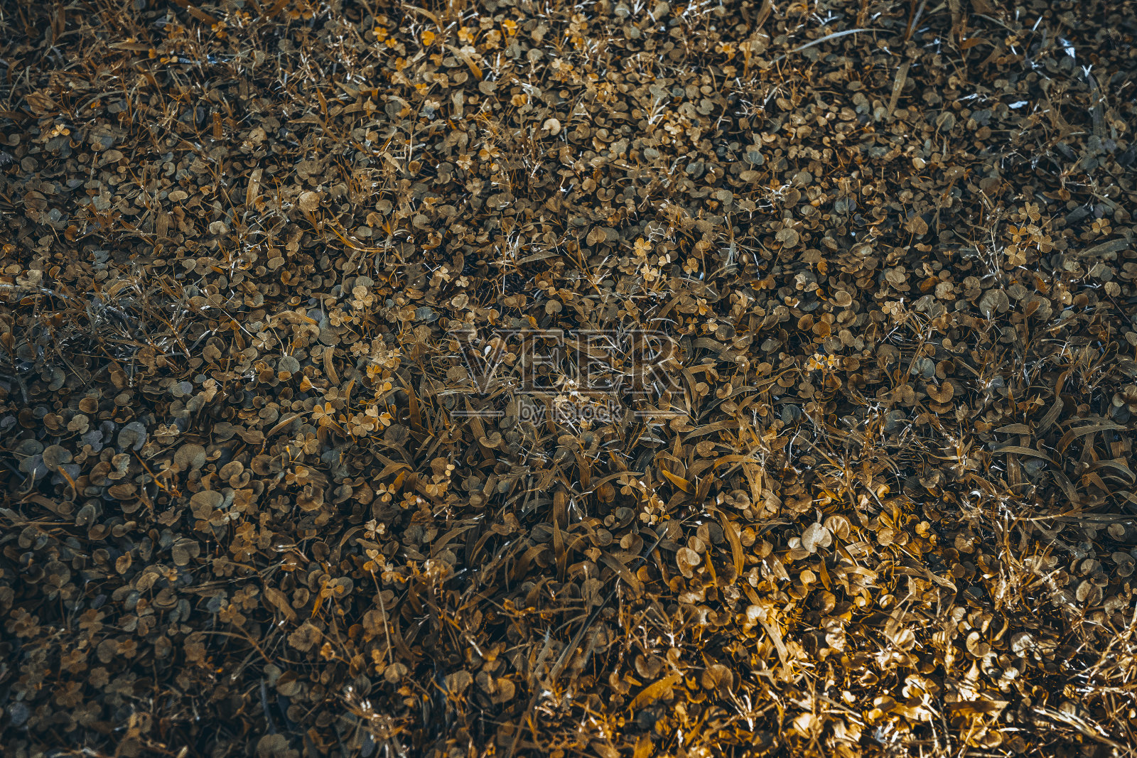 摘要三叶草背景图像照片摄影图片