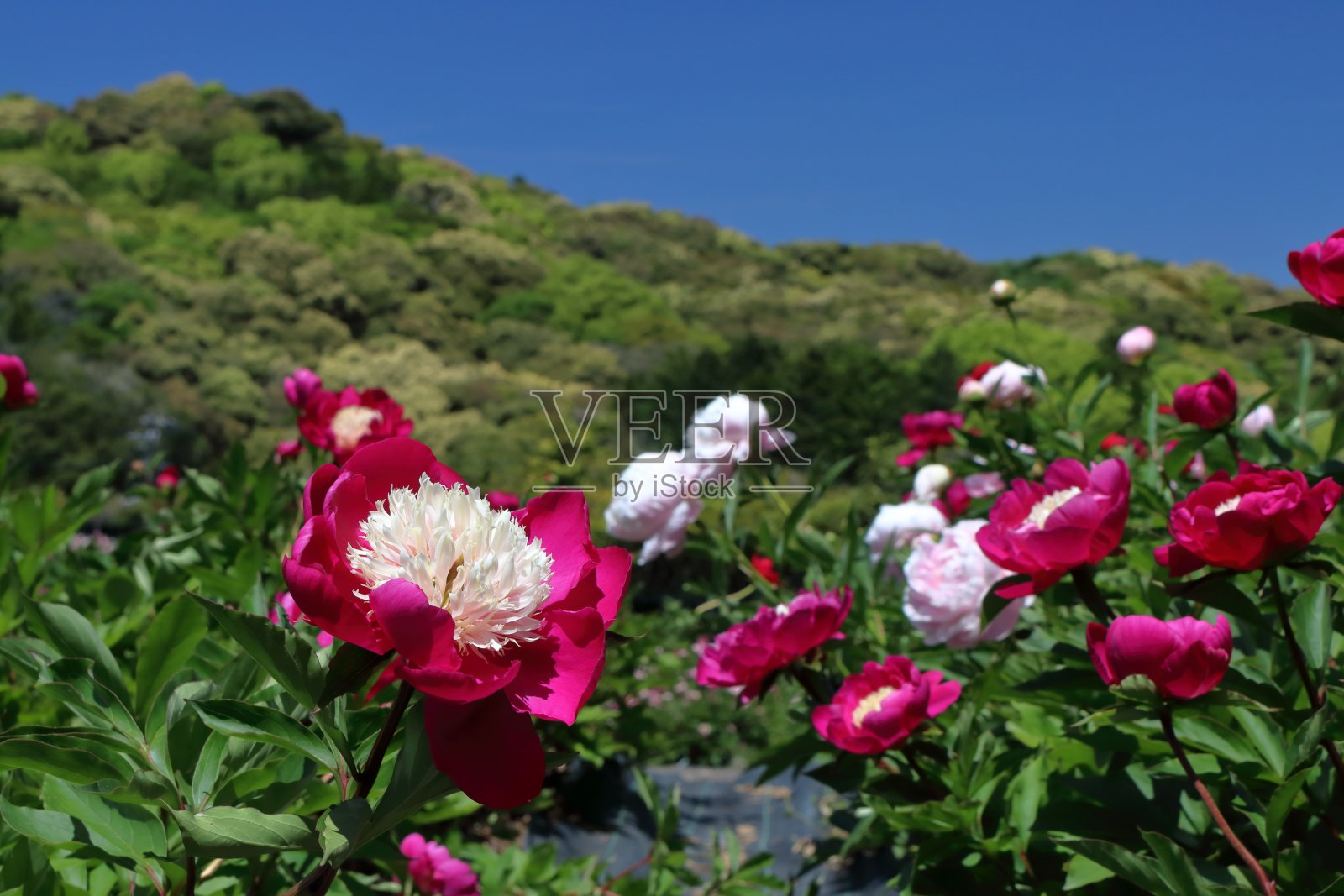 初夏牡丹花田(高知县高知市)照片摄影图片