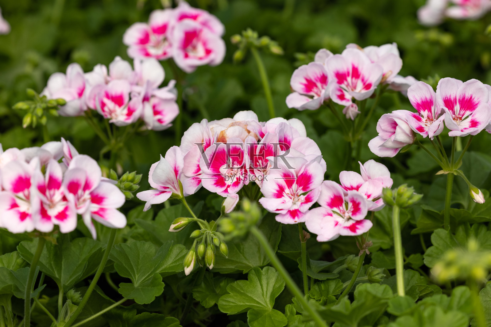 花园中盛开的红色天竺葵花照片摄影图片