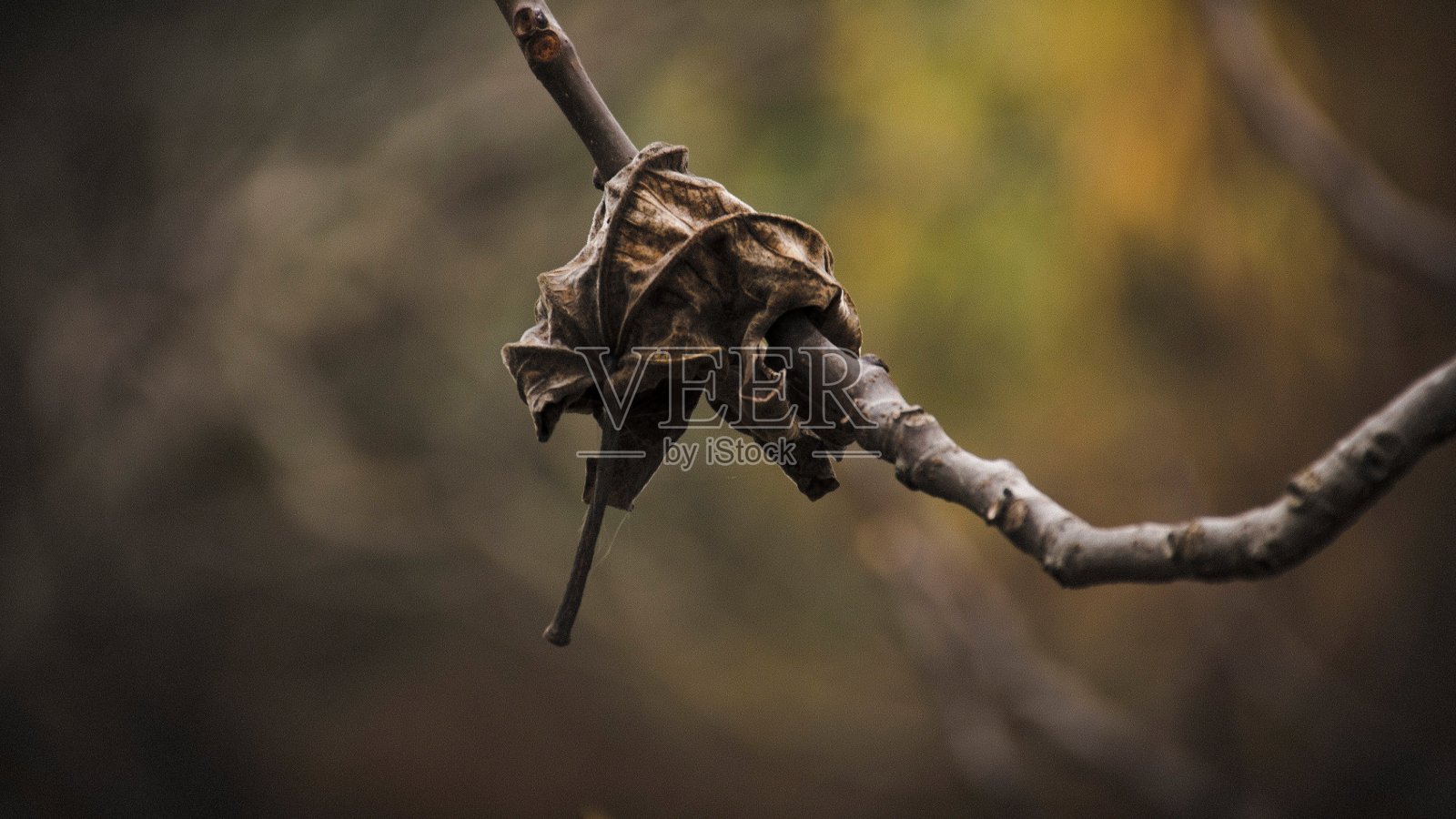 抵抗的遮羞布照片摄影图片