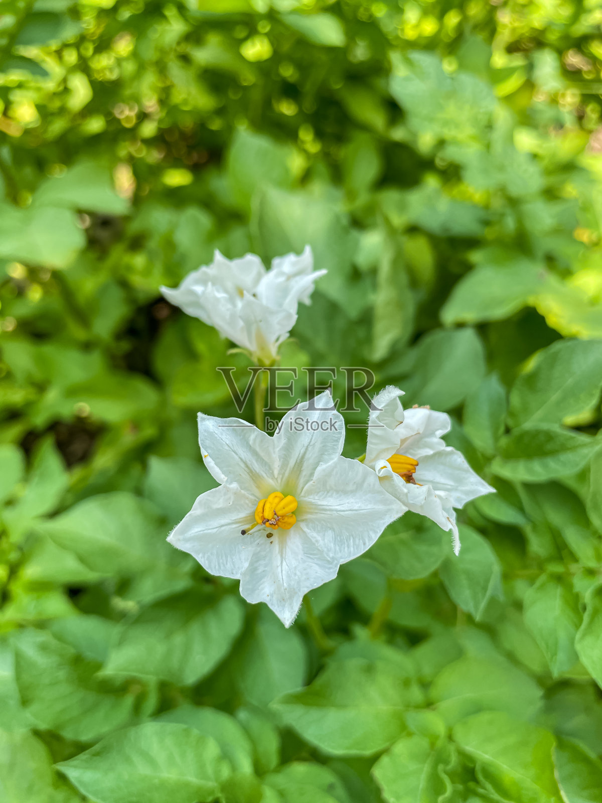 马铃薯在夏天开花照片摄影图片