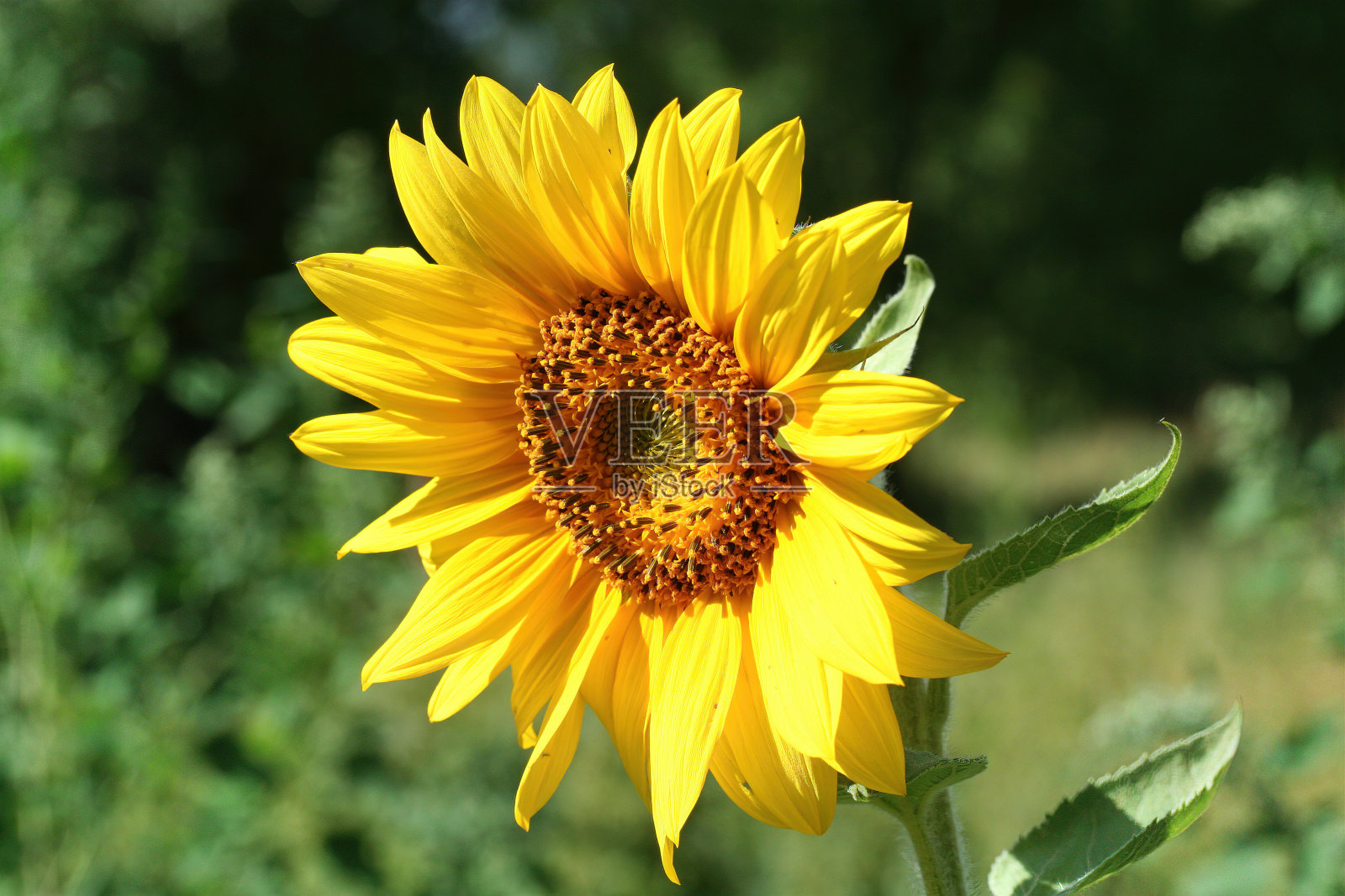 美丽的黄色盛开的向日葵在夏季绿叶的背景。明亮的自然背景为夏季。照片摄影图片