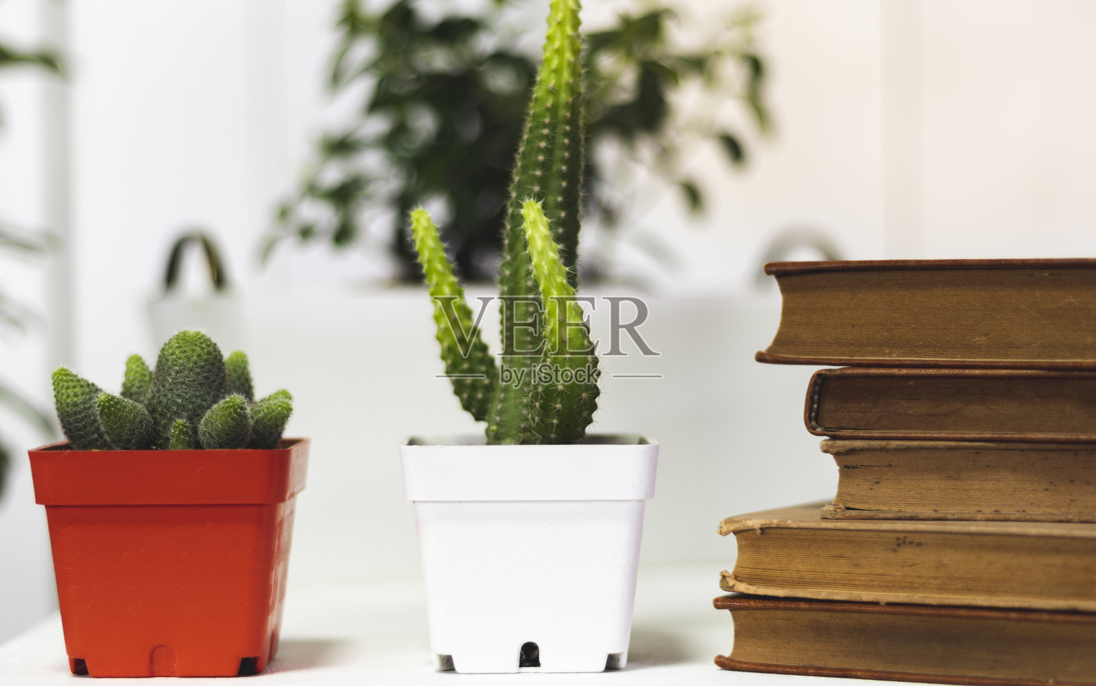 办公室、书籍、植物和在家工作照片摄影图片