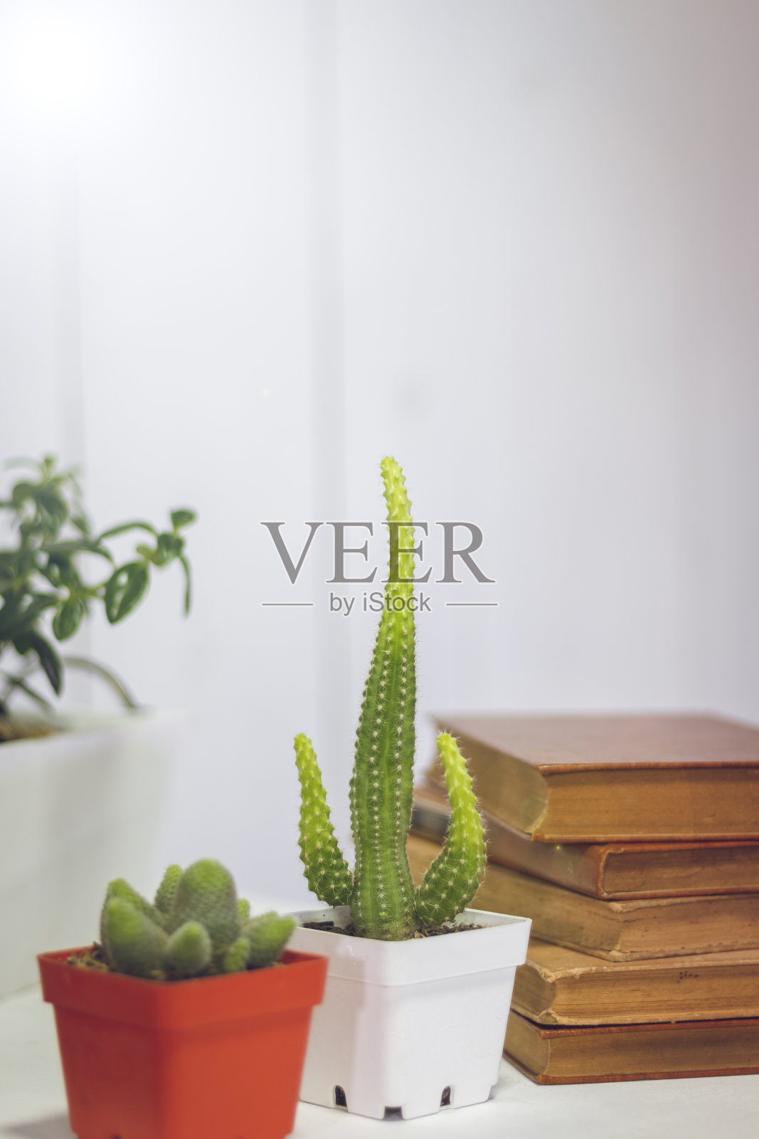 办公室、书籍、植物和在家工作照片摄影图片