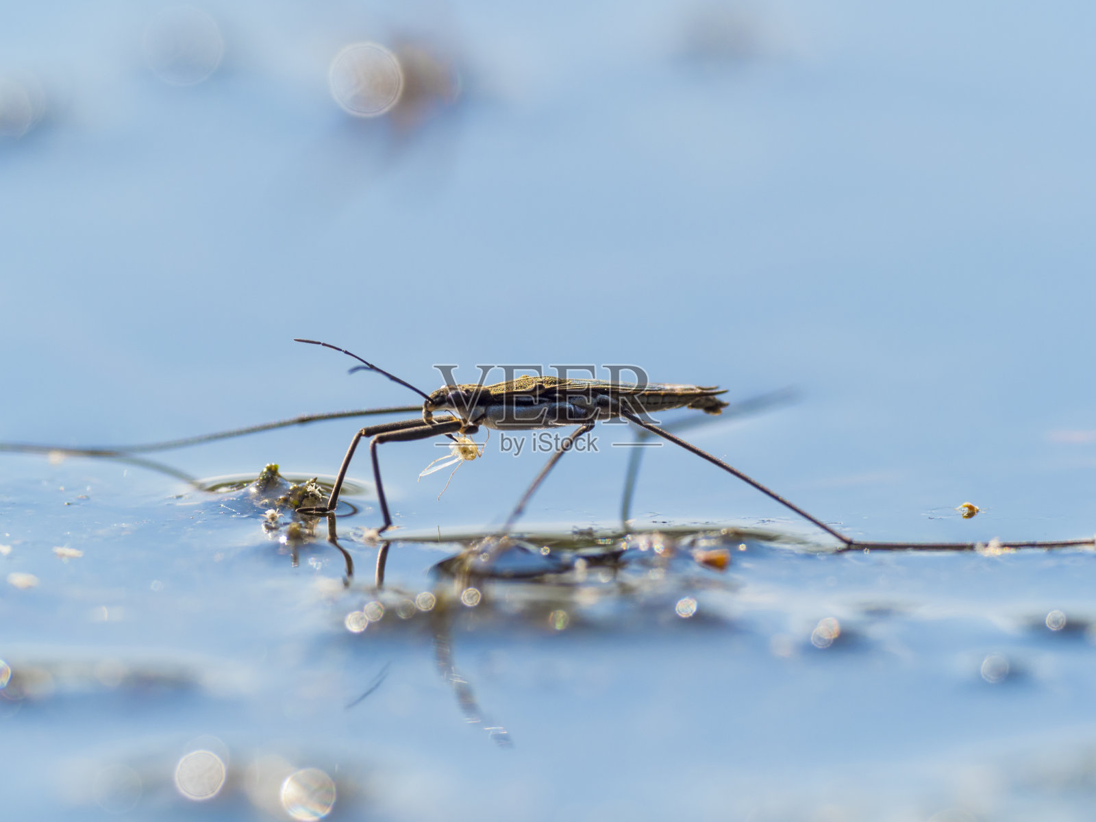 普通的池塘溜冰者吃较小的昆虫照片摄影图片
