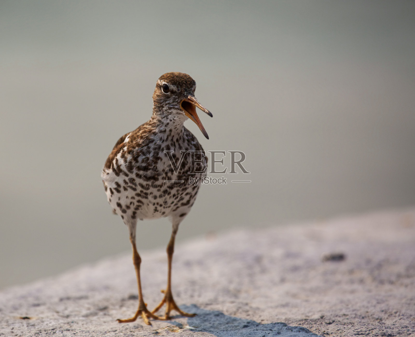 发现鹬喋喋不休照片摄影图片