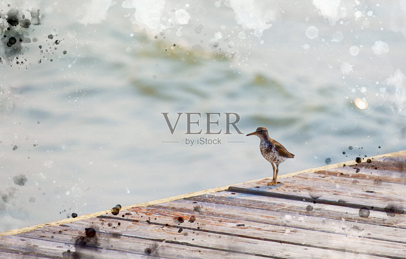 鹬在码头照片摄影图片