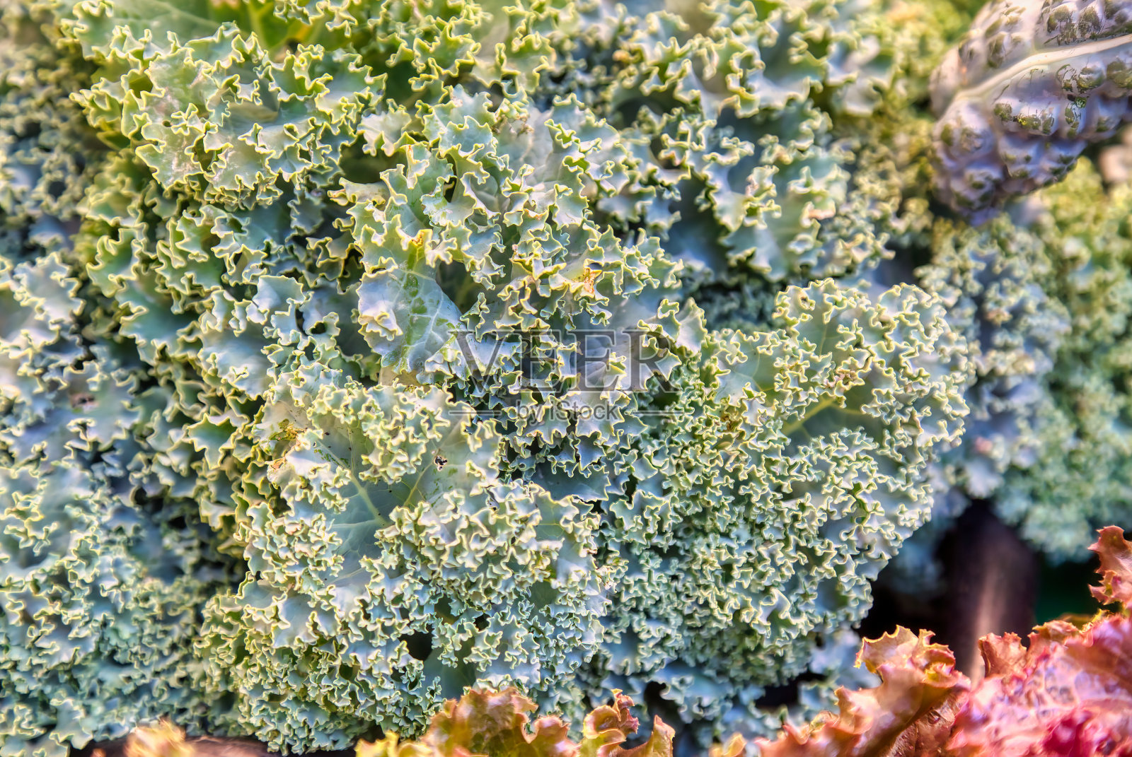 农贸市场上的卷甘蓝照片摄影图片