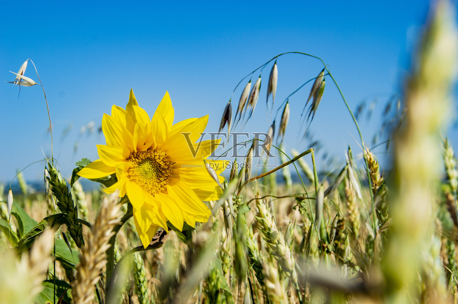 田野背景上明亮的向日葵照片摄影图片