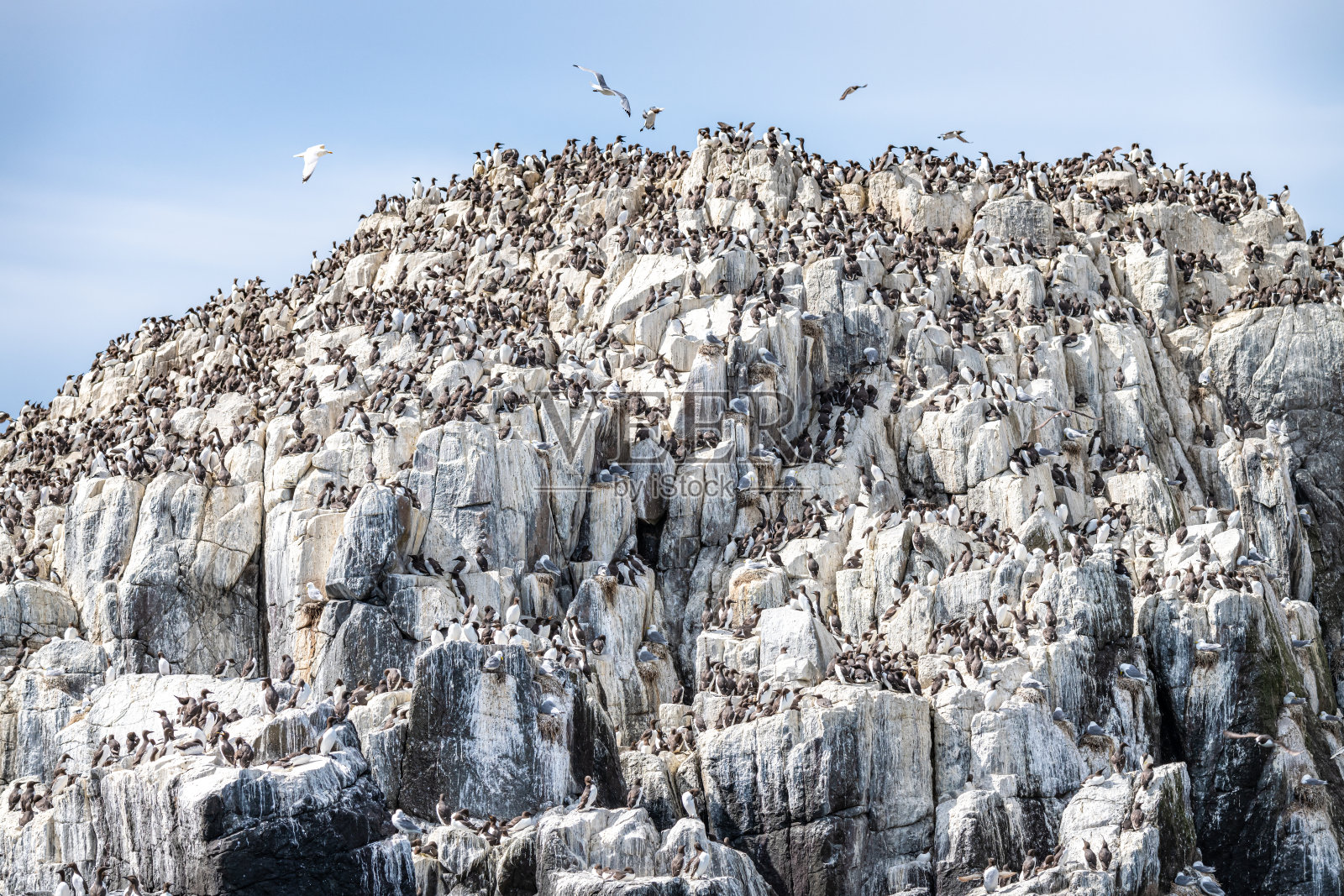 法恩群岛上筑巢的海鸠，诺森伯兰，英格兰照片摄影图片