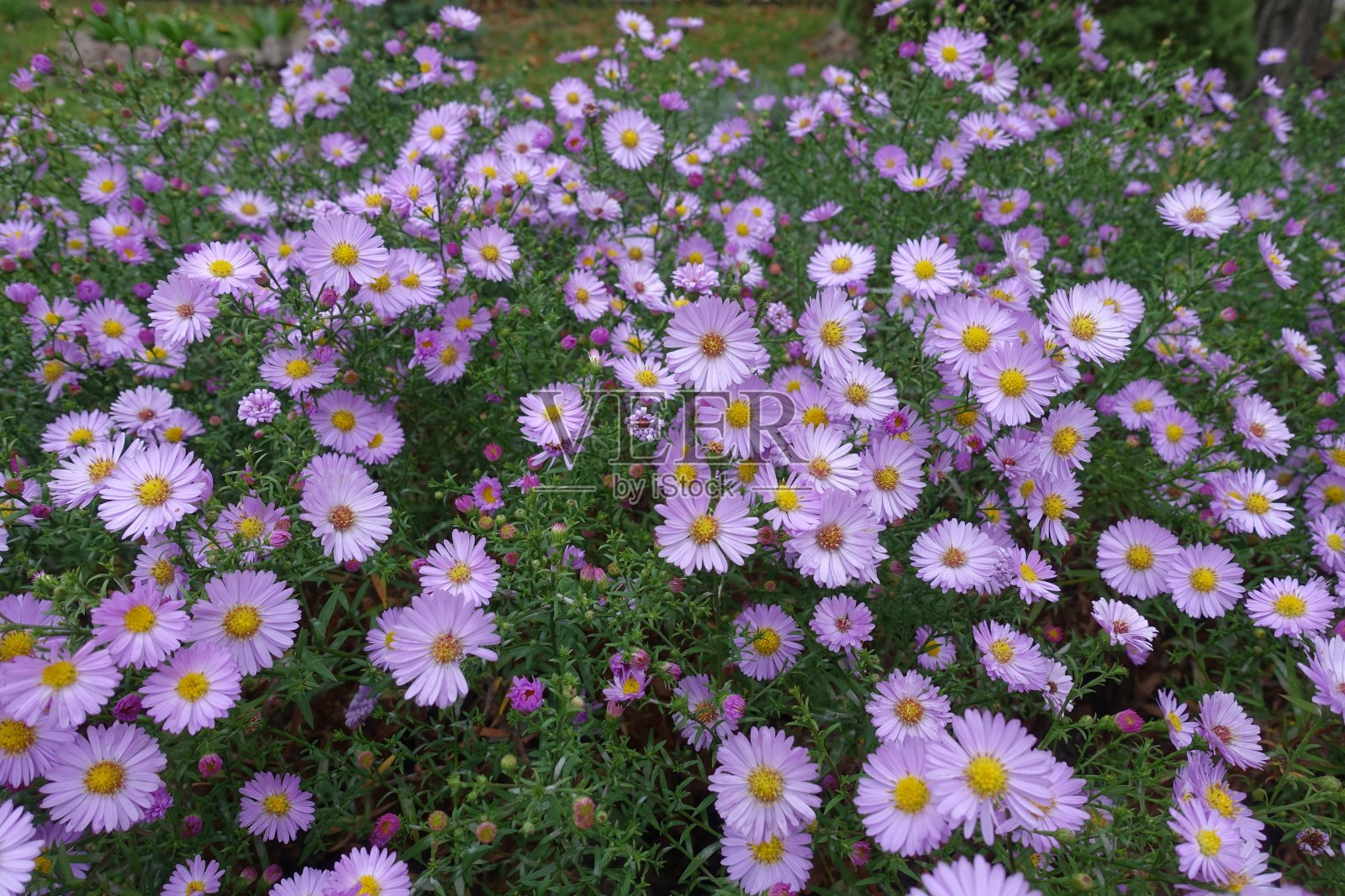10月有大量粉红色的米迦勒雏菊照片摄影图片