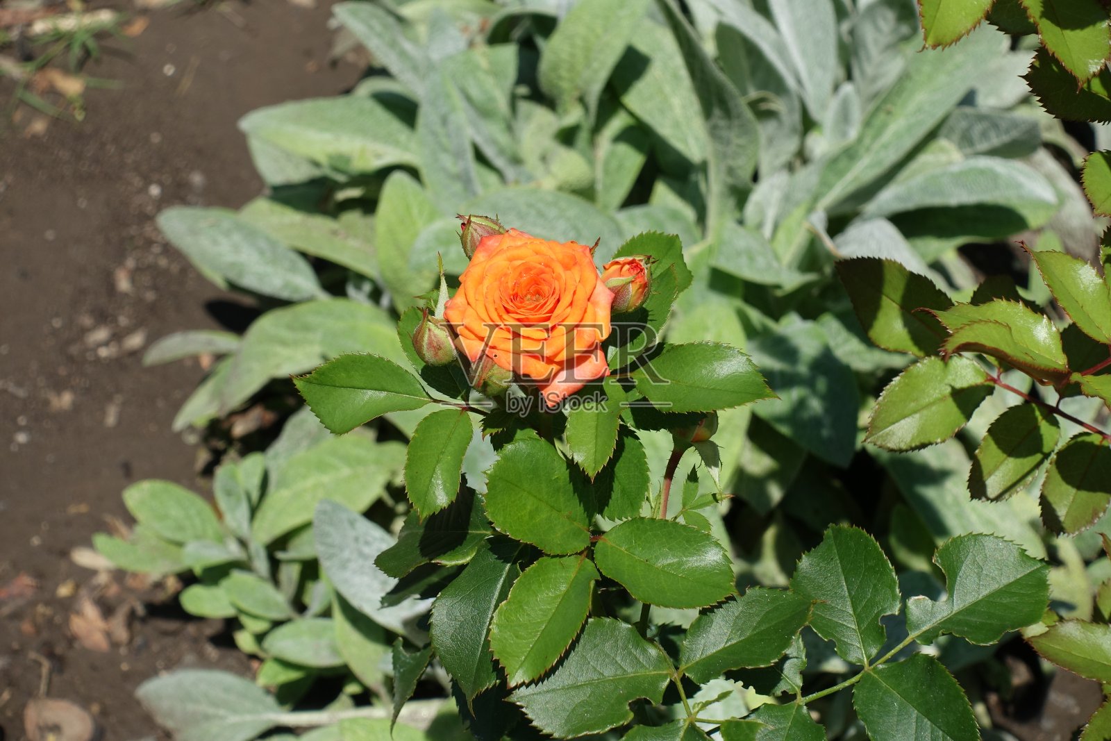 七月橙玫瑰的一朵花和闭合的花蕾照片摄影图片