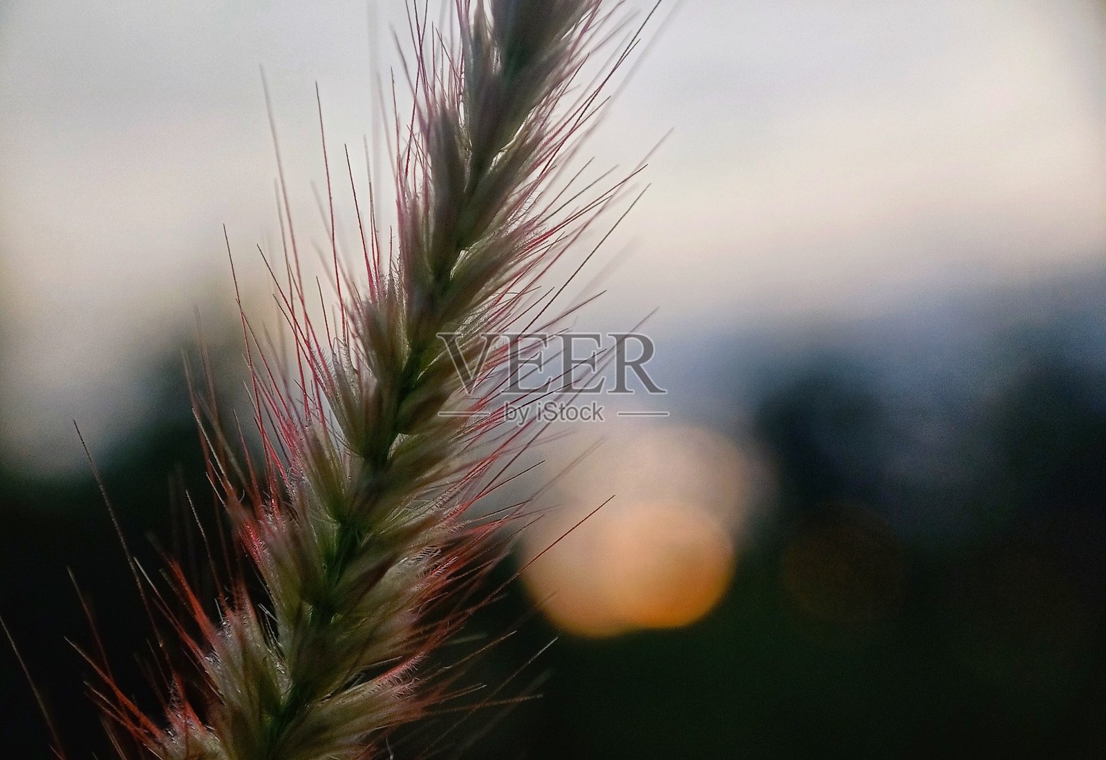 清晨天空下美丽的野草照片摄影图片