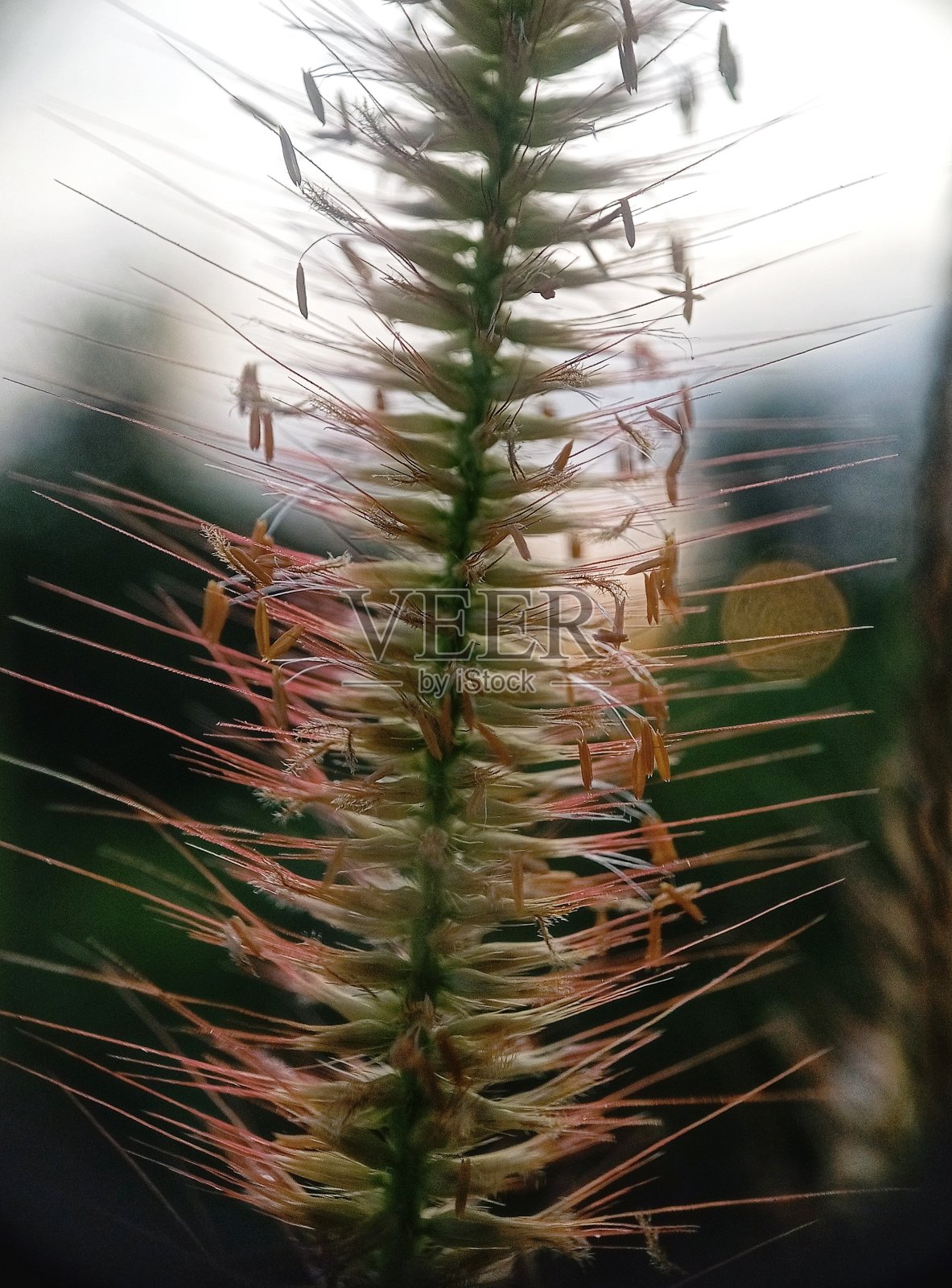 清晨天空下美丽的野草照片摄影图片