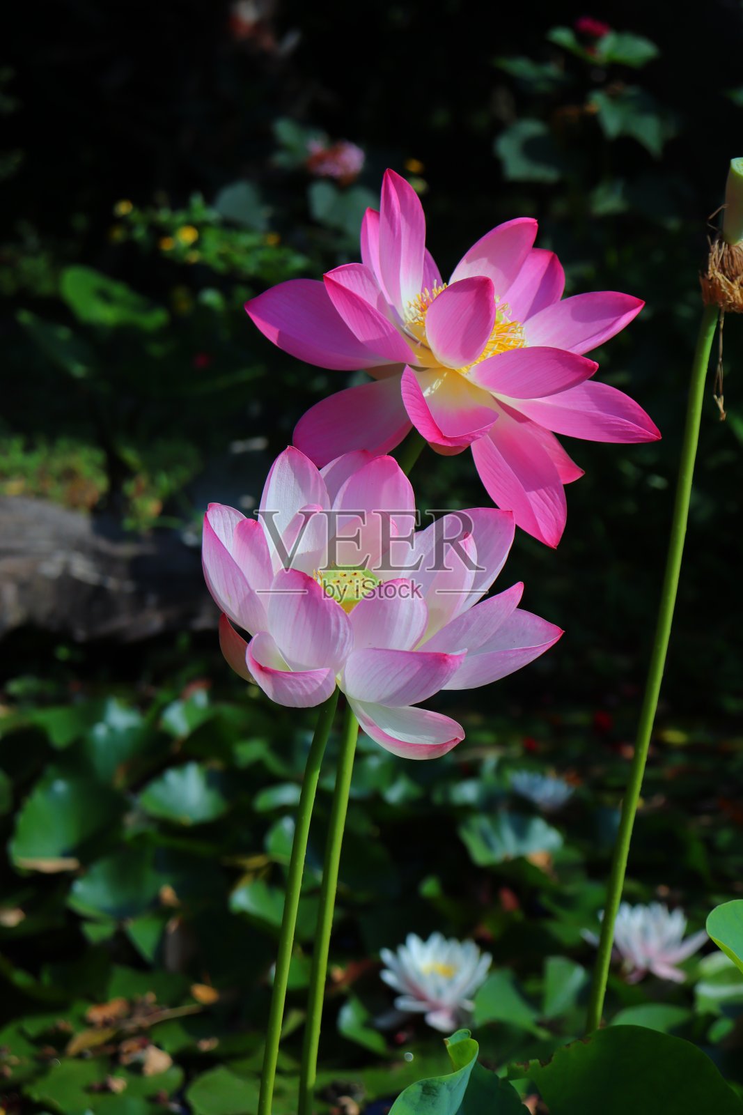 两个荷花照片摄影图片