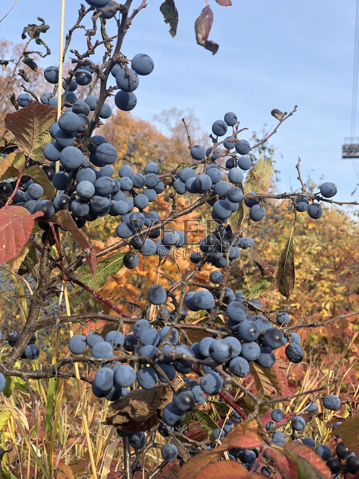 葡萄照片摄影图片