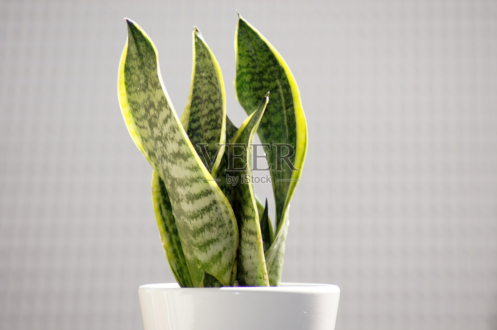 弓麻在窗台上照片摄影图片