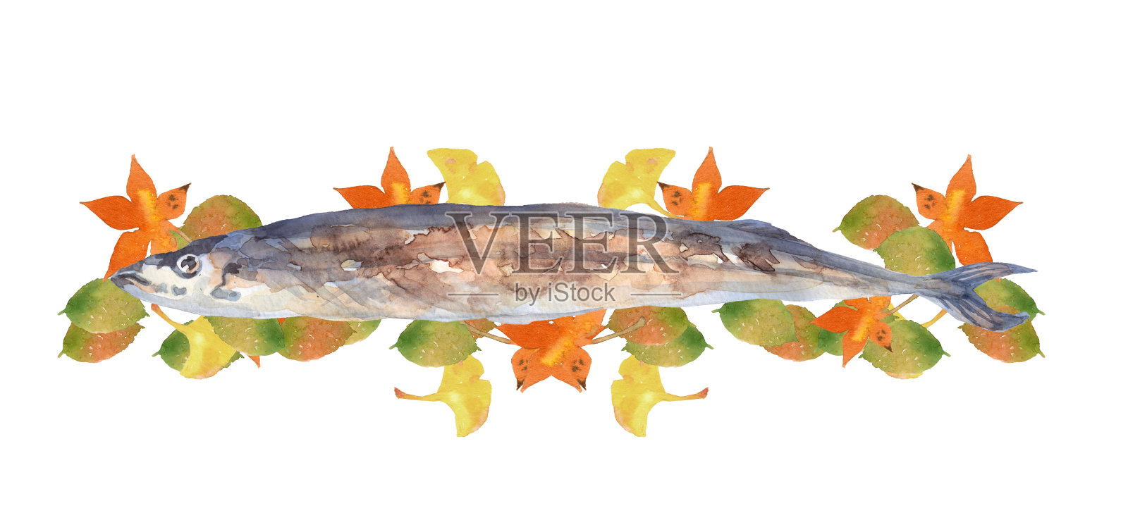 带叶子的日本太平洋刀鱼插画图片素材