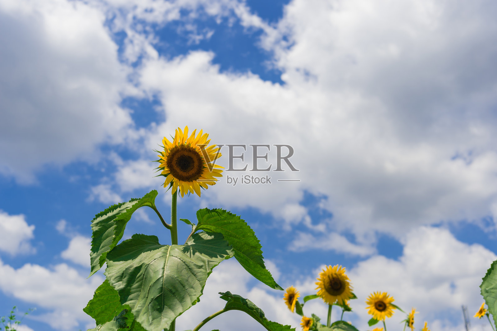 东京武藏村山市盛开着许多向日葵。照片摄影图片