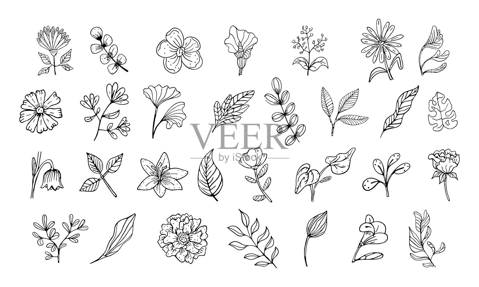 一套花叶素描插画图片素材