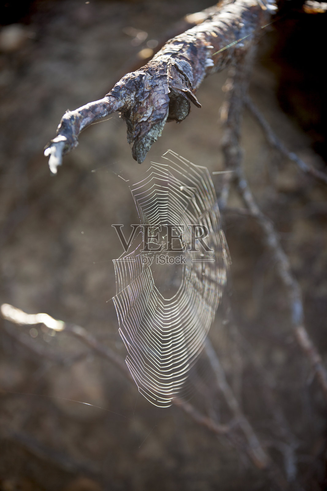 蛛网上闪烁着晨露。照片摄影图片