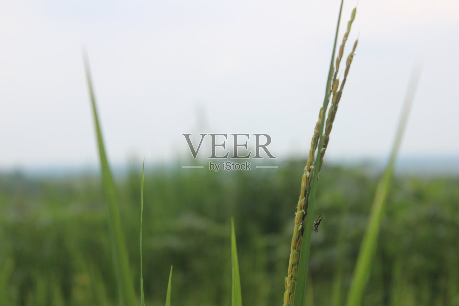 草地边缘的杂草照片摄影图片