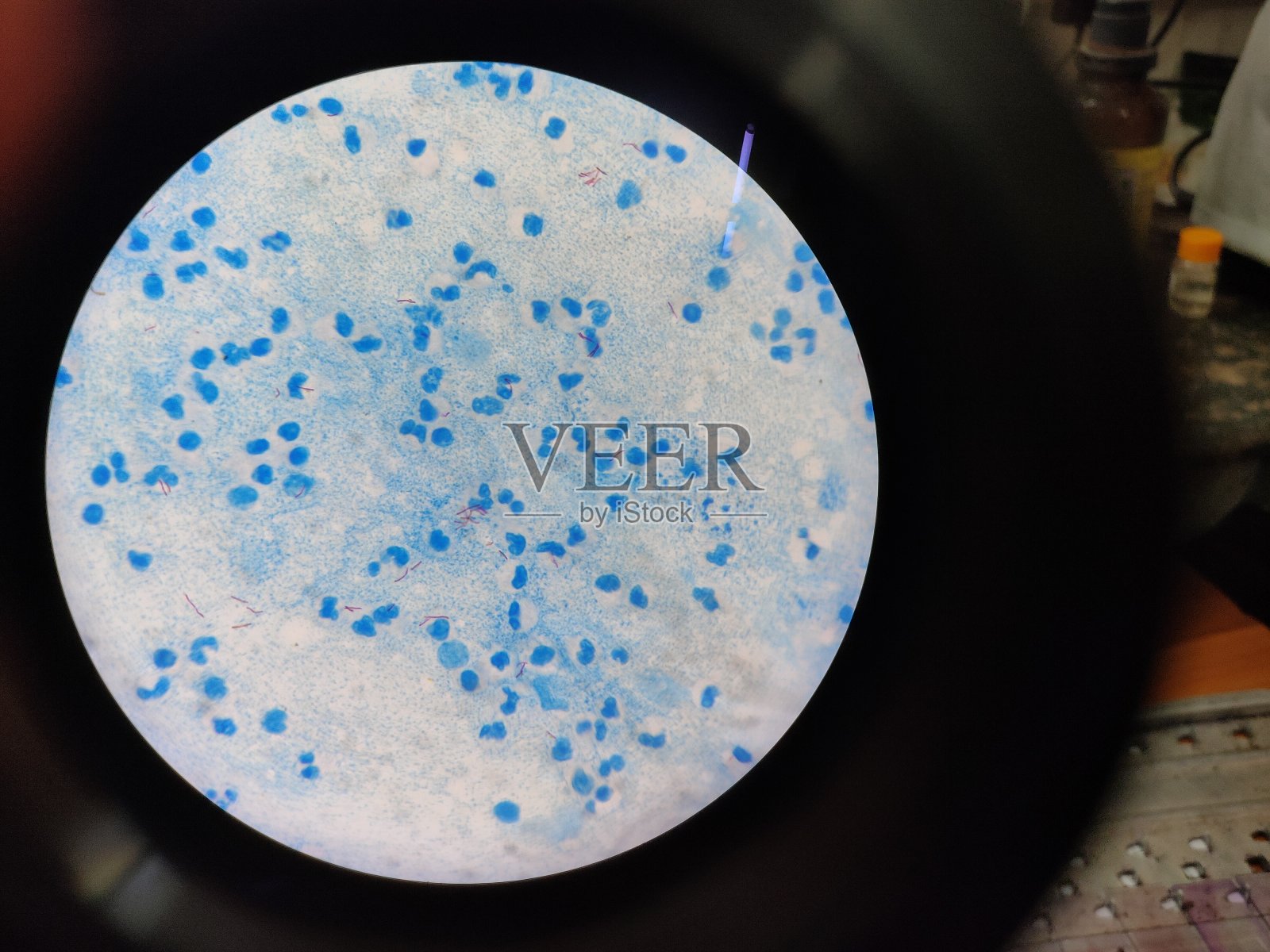 人体组织染色片的显微图像。基本的组织学染色。照片摄影图片