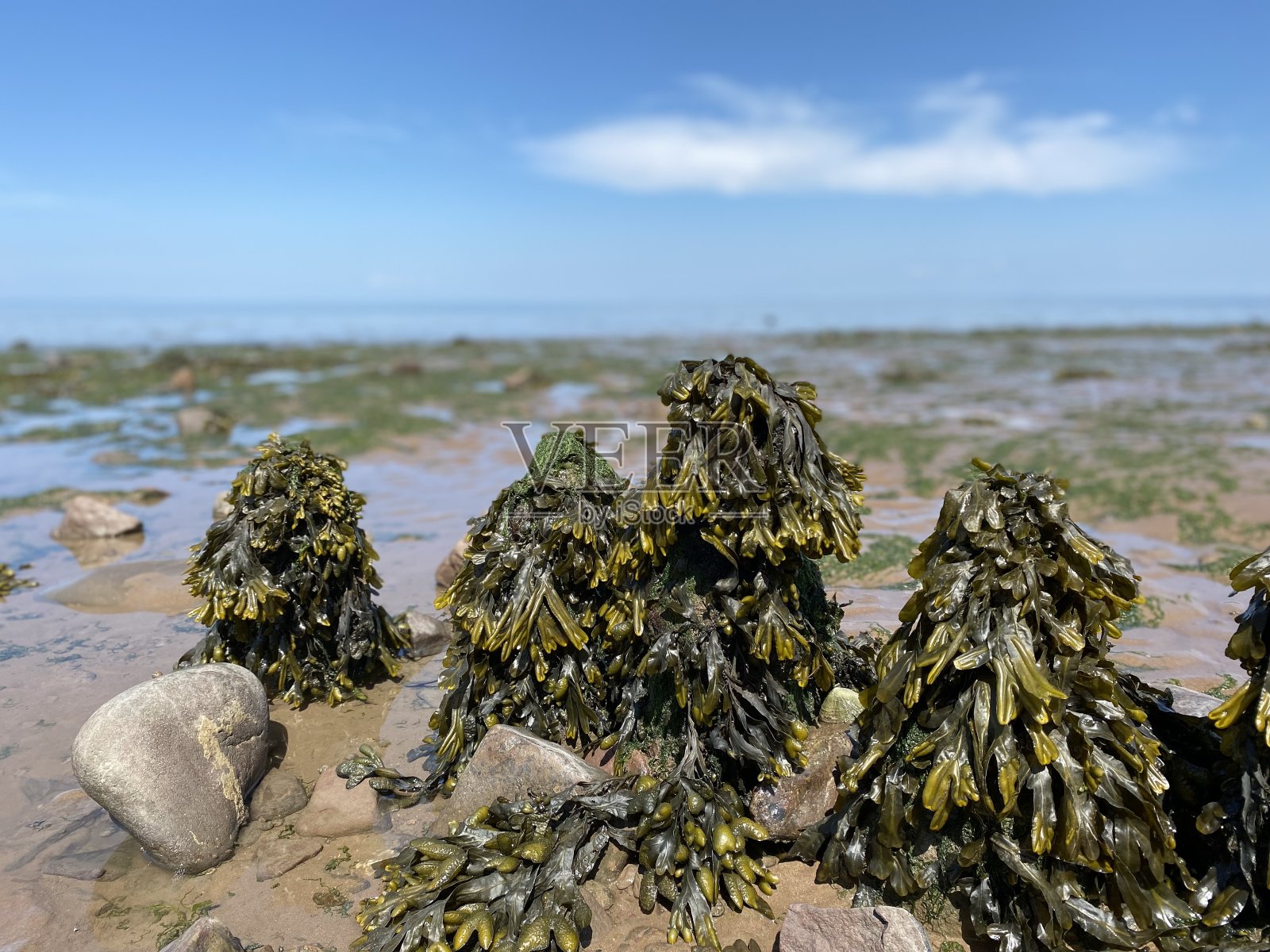 海滩上覆盖着海草和海藻的木桩照片摄影图片