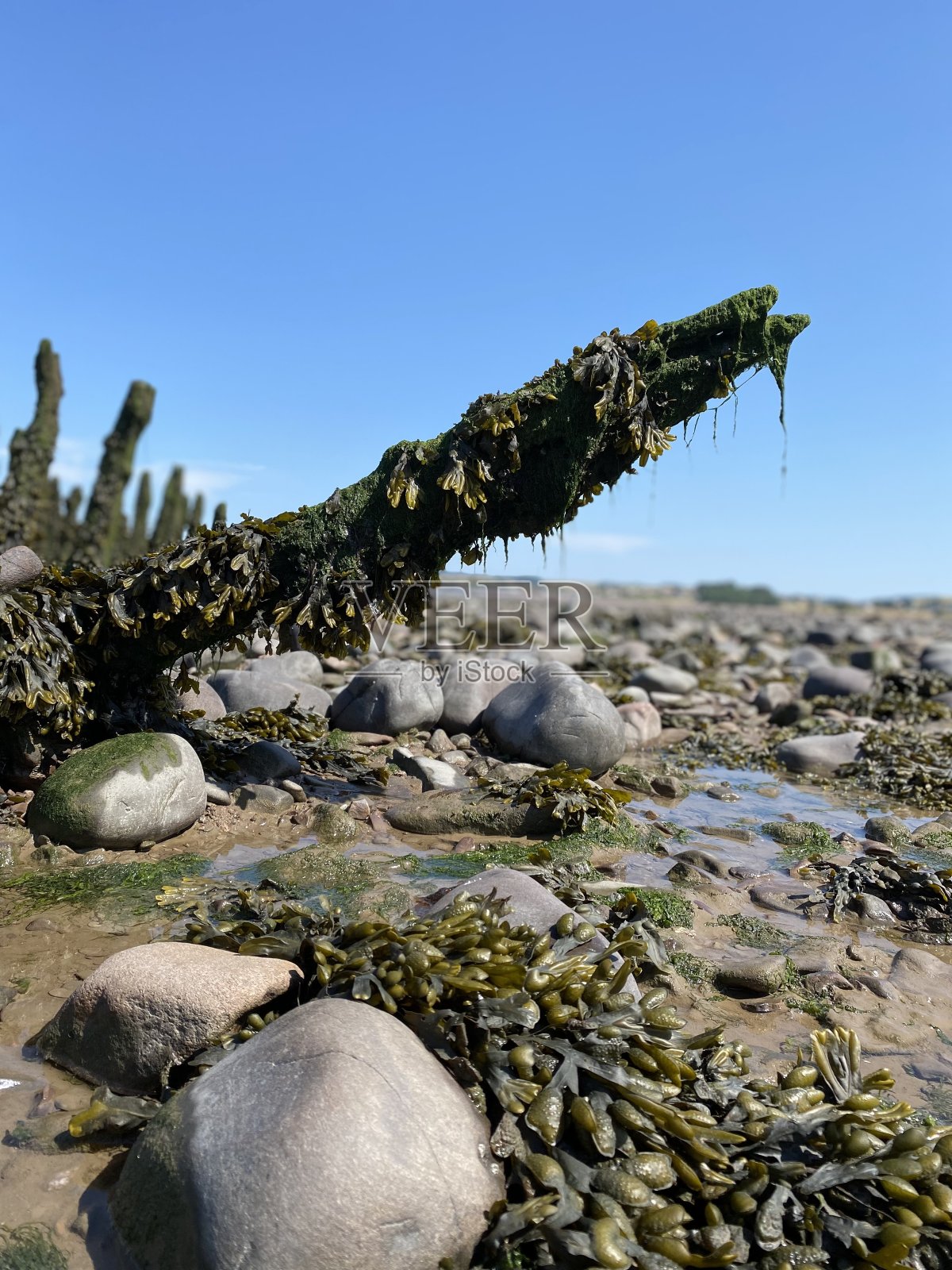 海滩上覆盖着海草和海藻的木桩照片摄影图片