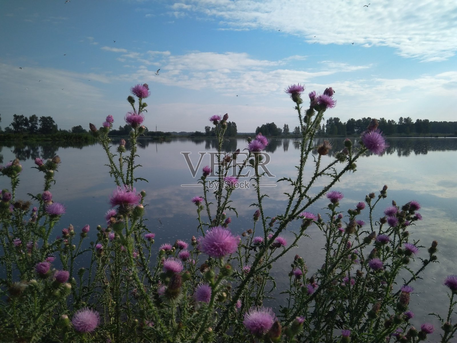 西伯利亚夏季河岸上有粉红色花的多刺植物照片摄影图片
