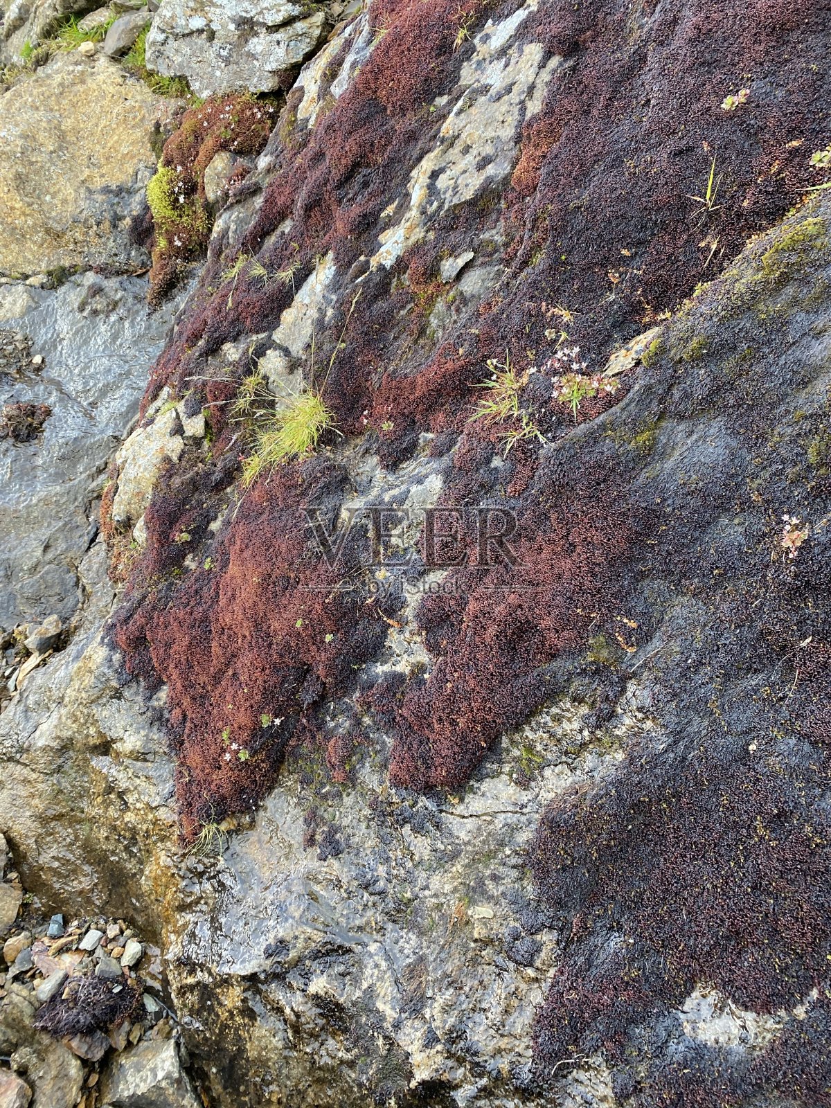 潮湿，苔藓和藻类覆盖的悬崖斯诺登照片摄影图片