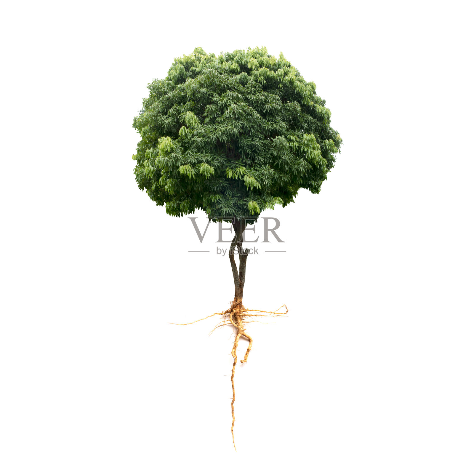 树木被隔离在白色背景上。照片摄影图片